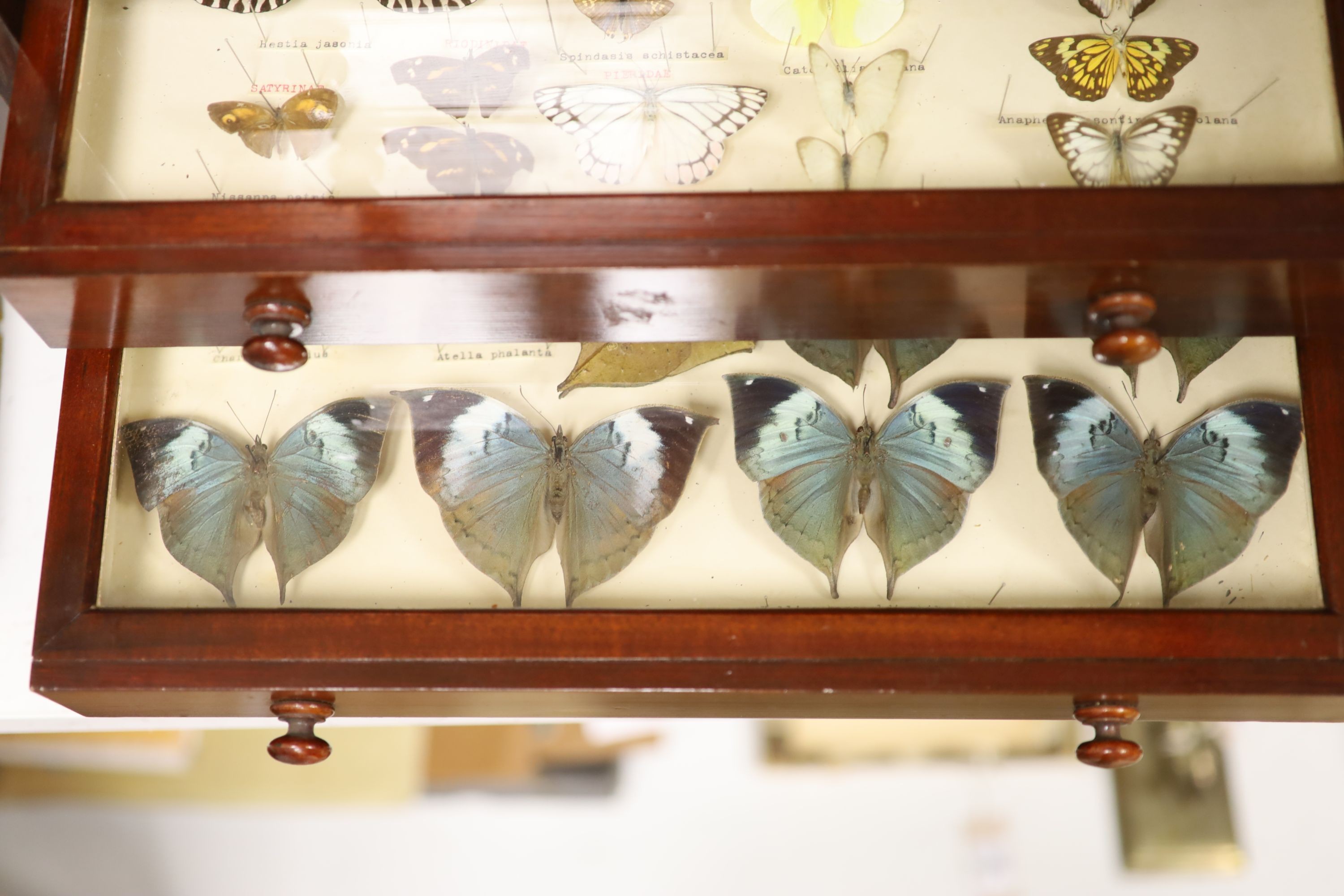 Victorian mahogany display collector’s cabinet of Asian moth and butterfly specimens, eight drawers, label for Janson & Sons, Gt, Russell St. London, 56cm high, 46cm wide
